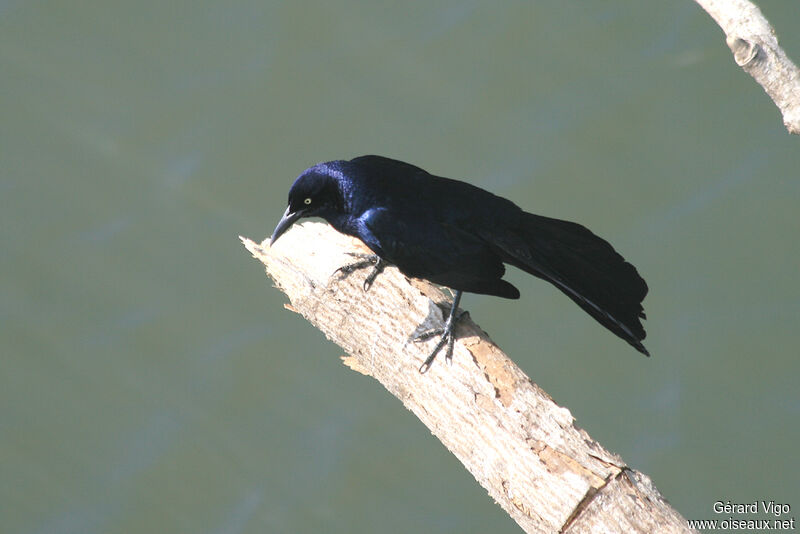 Great-tailed Grackle male adult