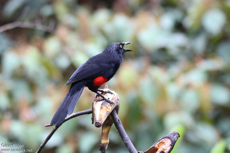 Quiscale à ventre rougeadulte, identification