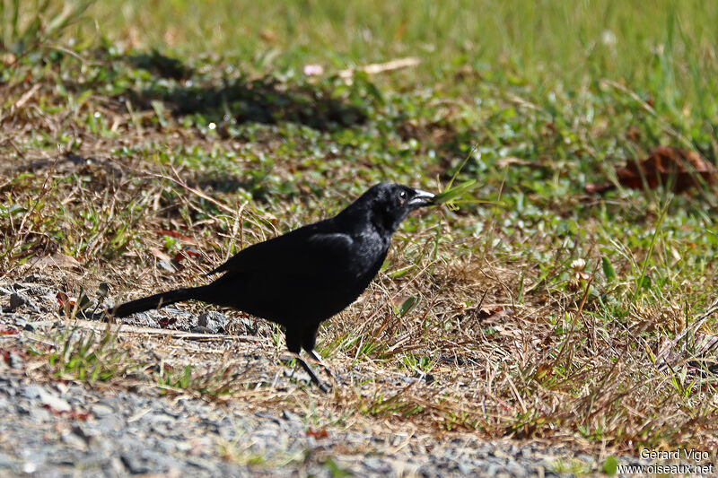 Quiscale chanteuradulte