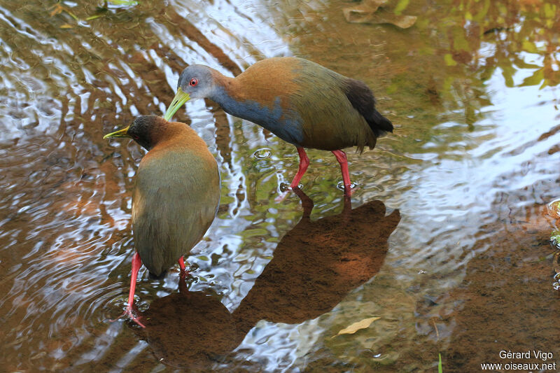 Grey-cowled Wood Railadult