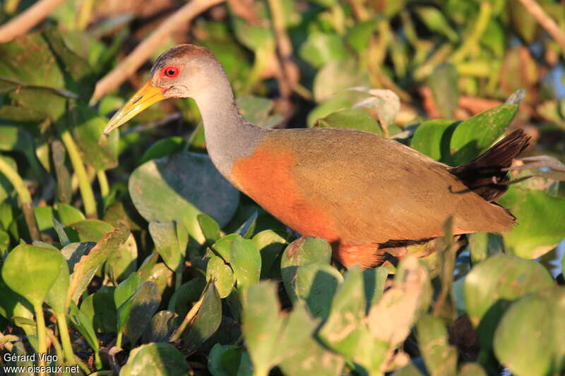 Grey-cowled Wood Railadult, identification