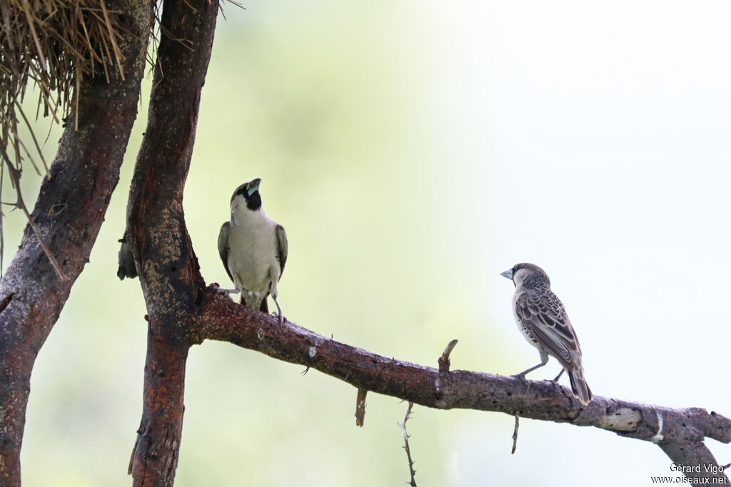 Républicain socialadulte