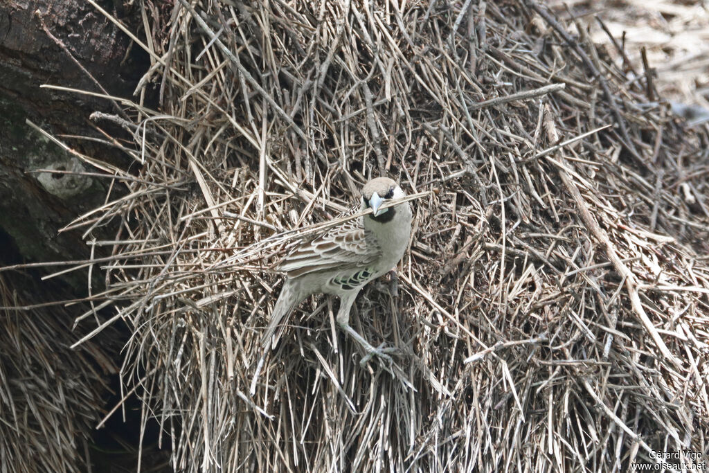 Sociable Weaver