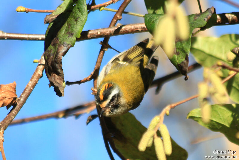 Common Firecrest male adult