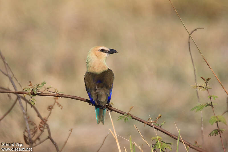 Blue-bellied Rolleradult, aspect