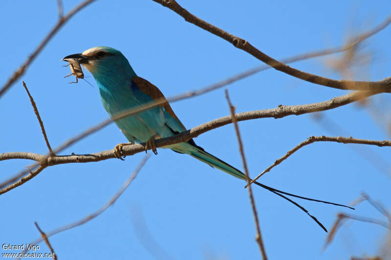 Rollier d'Abyssinieadulte, mange