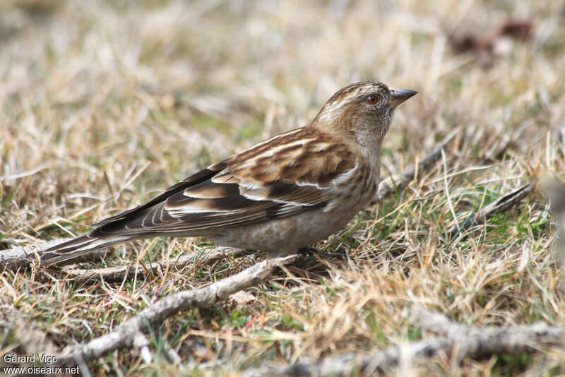 Plain Mountain Finchadult, identification