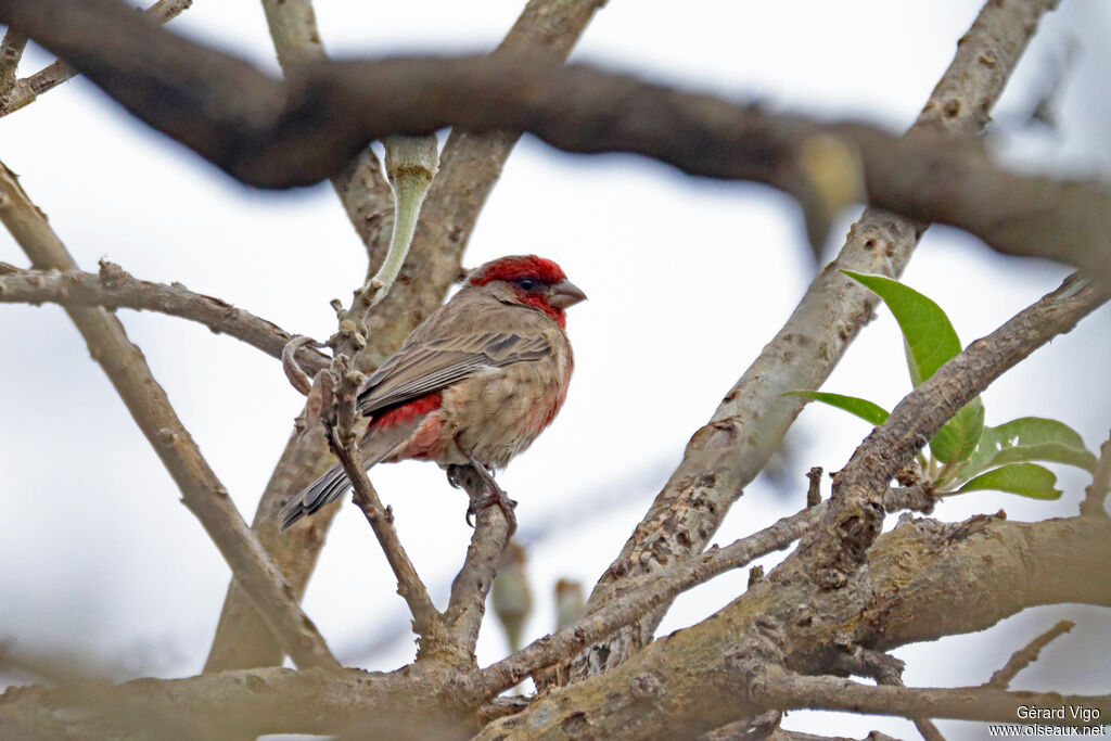House Finch