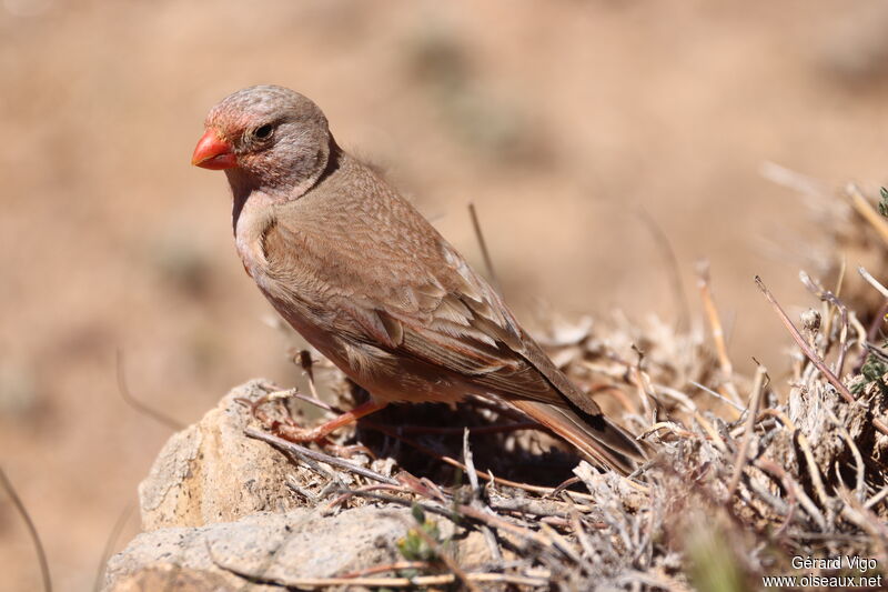 Trumpeter Finch male adult breeding