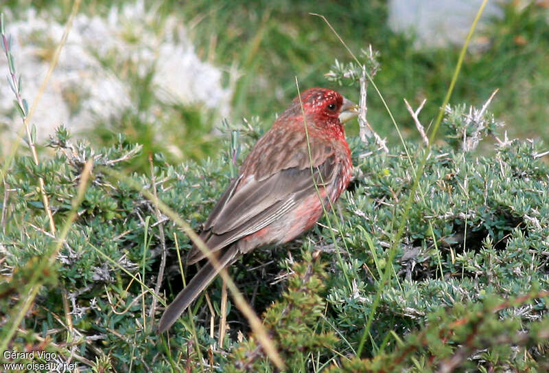 Roselin strié mâle adulte, identification