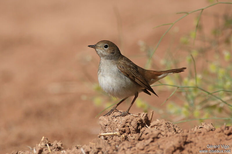 Common Nightingaleadult