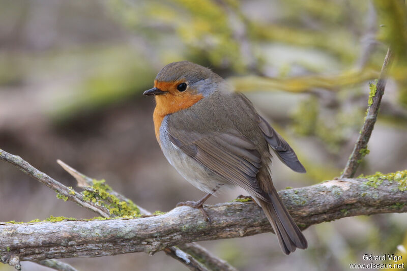 European Robinadult