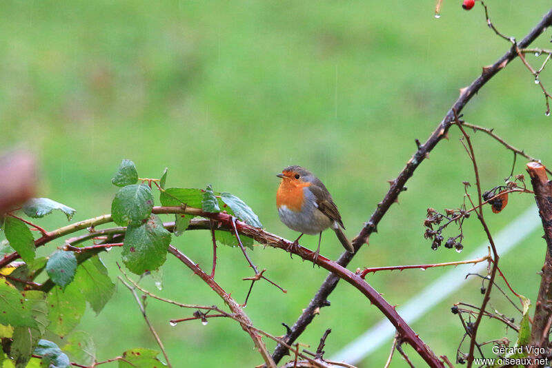 European Robinadult