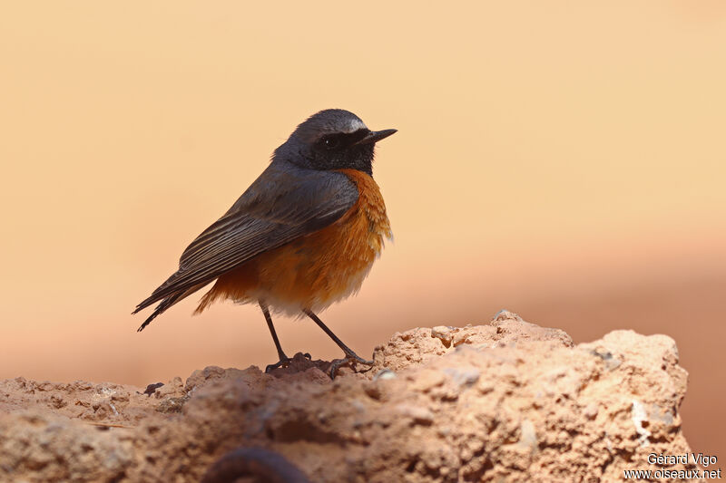 Common Redstart male adult