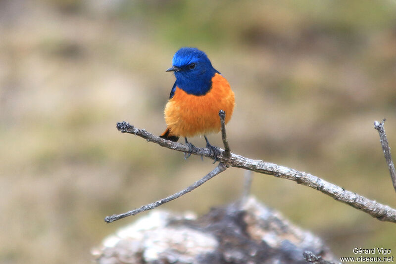 Blue-fronted Redstart male adult breeding