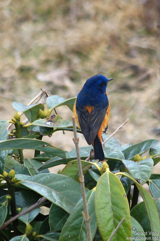 Blue-fronted Redstart male adult breeding