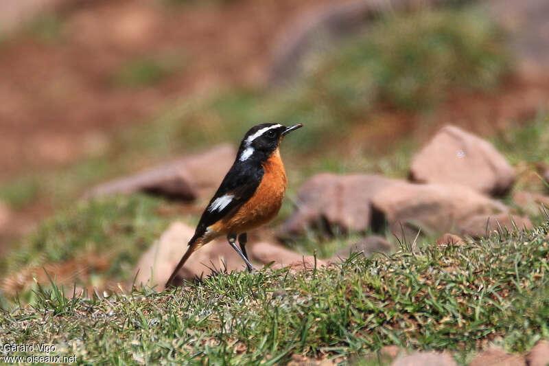 Moussier's Redstart male adult breeding