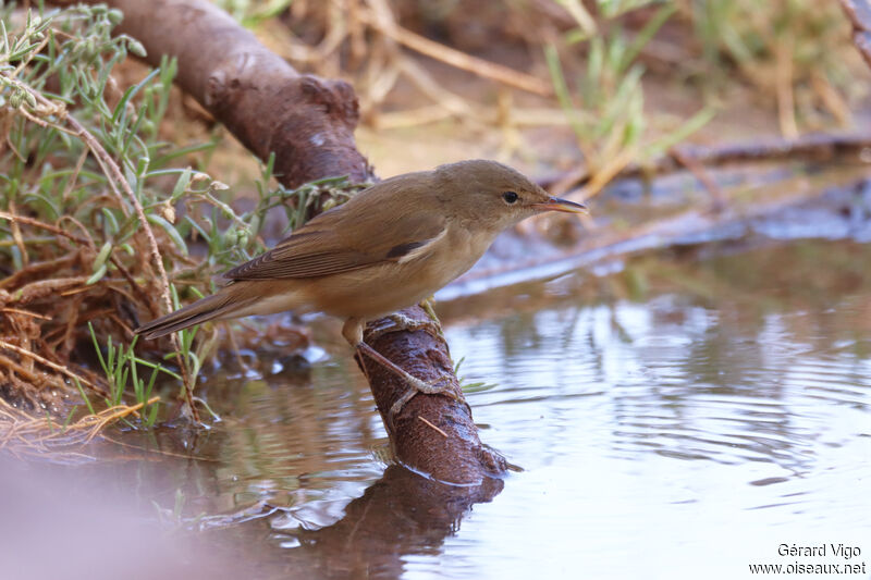 Common Reed Warbleradult