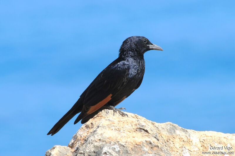 Tristram's Starling male adult