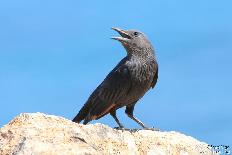 Tristram's Starling female adult