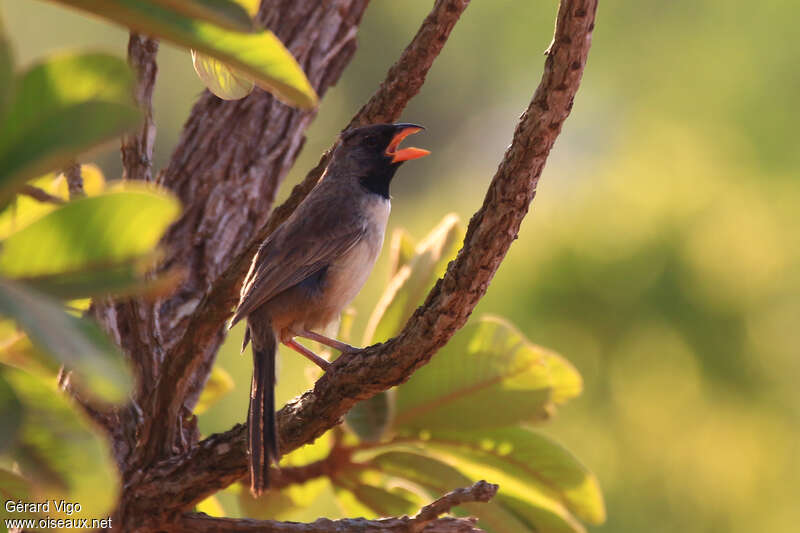 Black-throated Saltatoradult, song