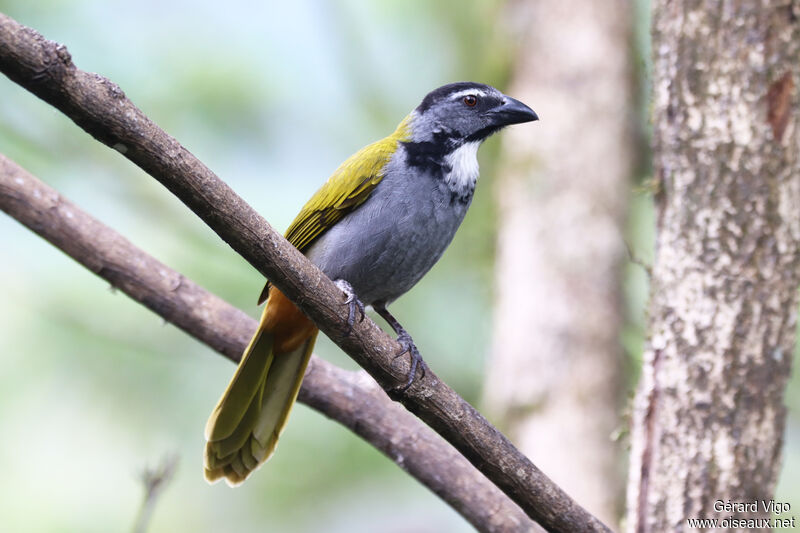 Saltator à tête noireadulte