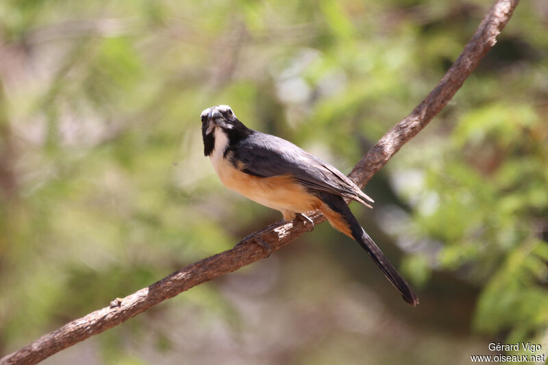 Orinoco Saltatoradult