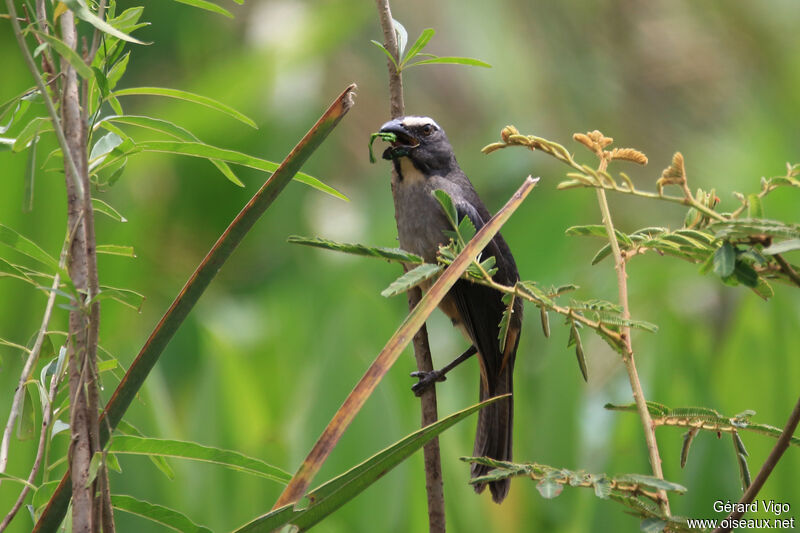 Saltator grisadulte