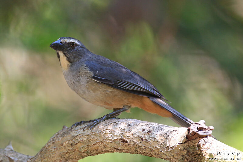 Bluish-grey Saltatoradult