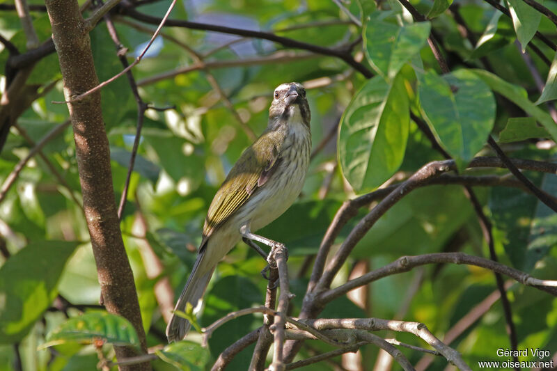 Saltator striéadulte