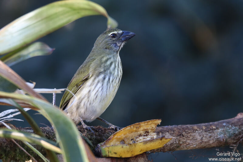 Saltator striéadulte