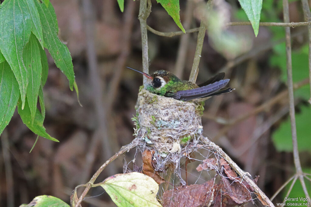 Saphir à oreilles blanches
