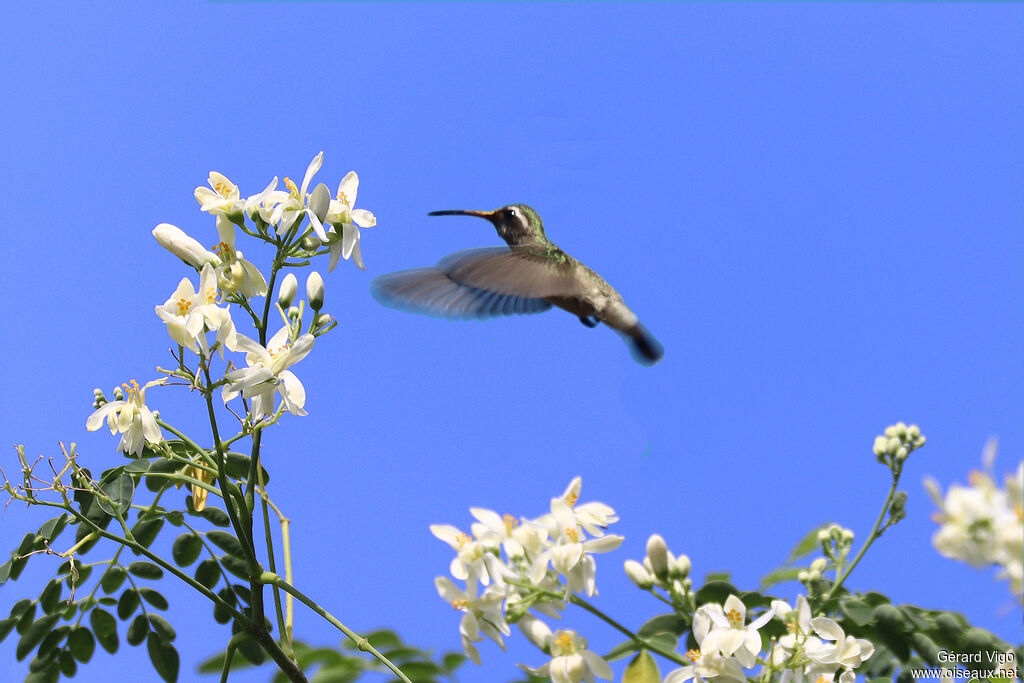 Saphir à oreilles blanches femelle adulte