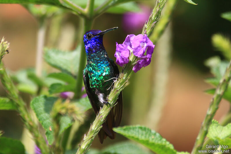 Golden-tailed Sapphire male adult