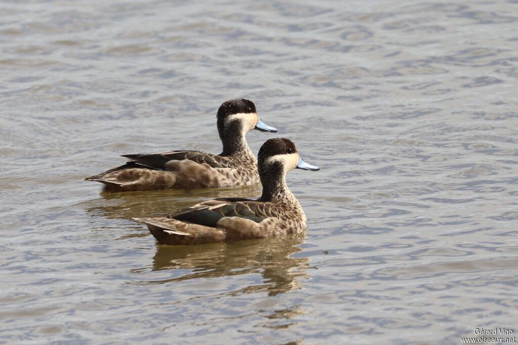 Sarcelle hottentoteadulte