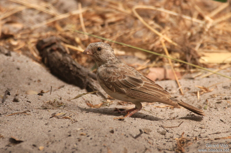 White-rumped Seedeateradult