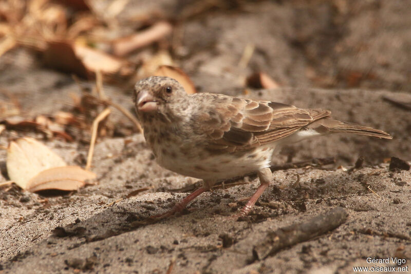 White-rumped Seedeateradult