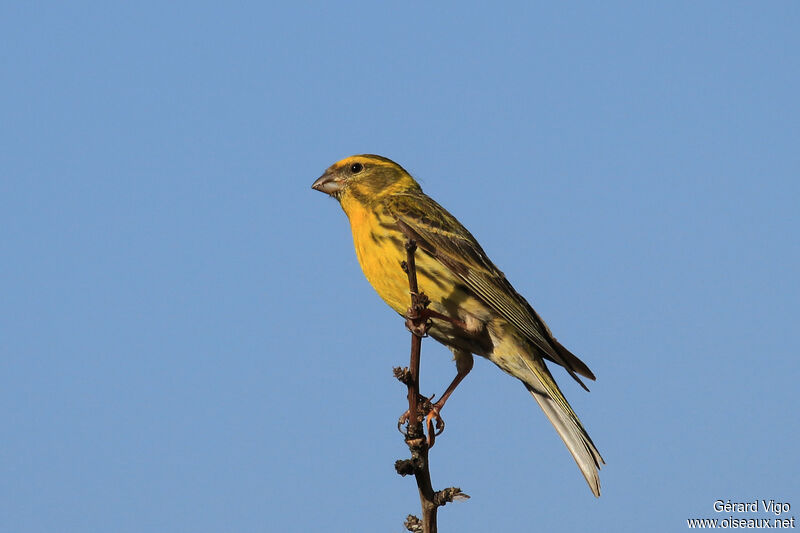 Serin cini mâle adulte