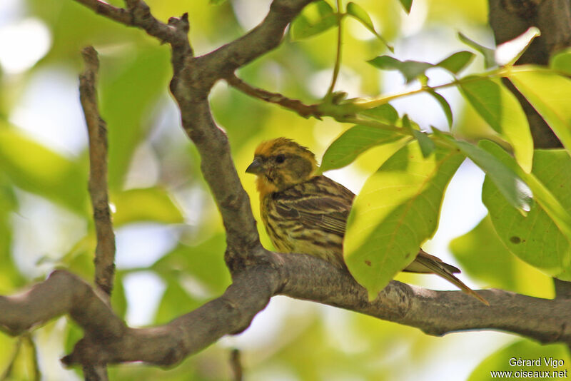 European Serinadult