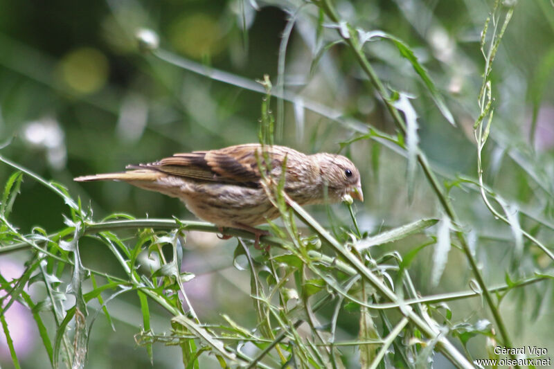 Serin cini femelle adulte