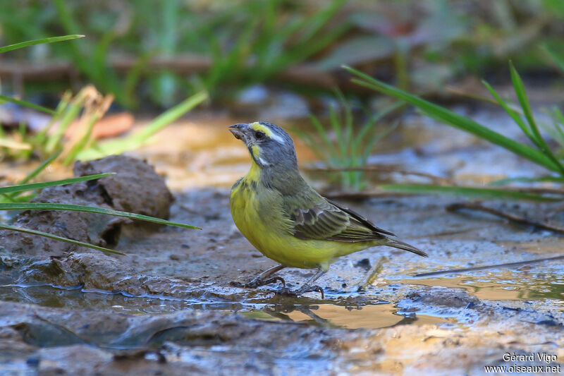 Yellow-fronted Canaryadult