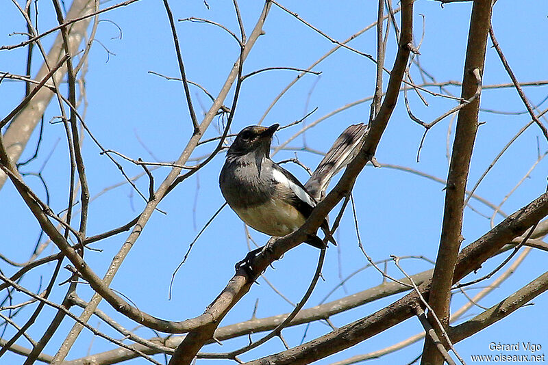 Oriental Magpie-Robinadult