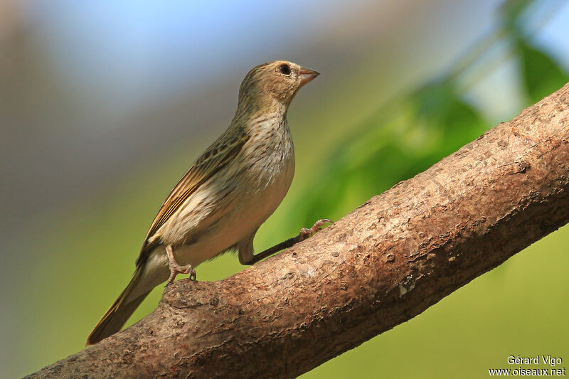 Saffron Finch female adult