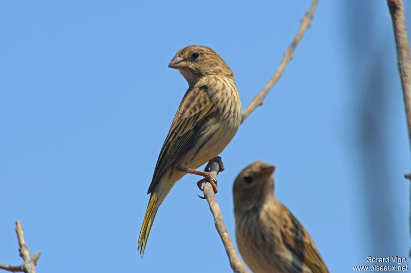 Saffron Finch female adult