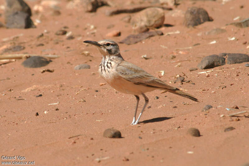 Sirli du désertadulte, identification