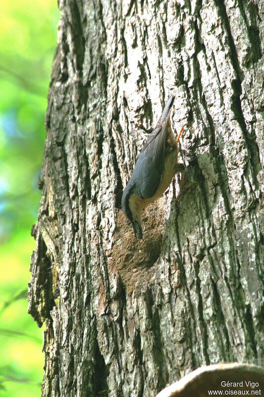 Eurasian Nuthatchadult, Reproduction-nesting