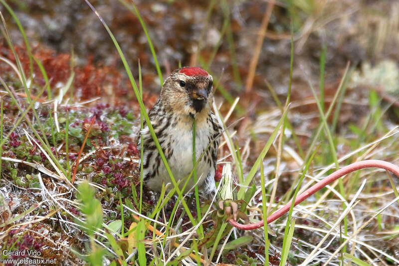 Common Redpoll female adult breeding, close-up portrait