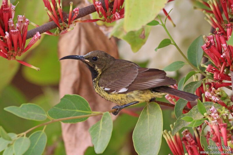 Beautiful Sunbird male immature