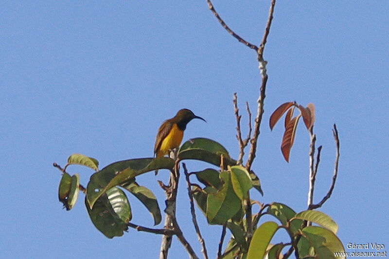 Sahul Sunbird male adult