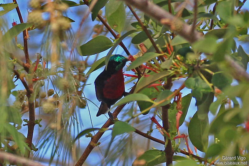 Souimanga à poitrine rouge mâle adulte